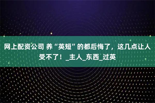 网上配资公司 养“英短”的都后悔了，这几点让人受不了！_主人_东西_过英