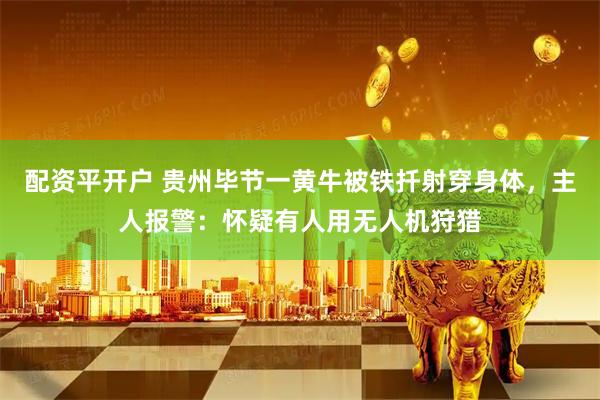 配资平开户 贵州毕节一黄牛被铁扦射穿身体，主人报警：怀疑有人用无人机狩猎